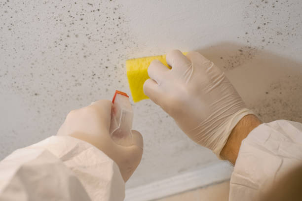 Best Emergency Mold Remediation  in Merrydale, LA