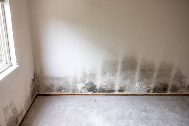 Best Commercial Mold Inspection  in Merrydale, LA